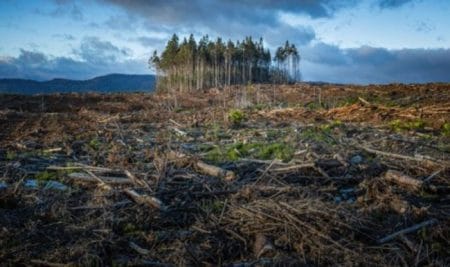 İklim krizinin vahşi yaşam üzerindeki etkileri